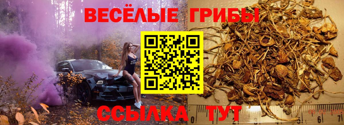 наркошоп  Вход с VPN  Бердск  Псилоцибиновые грибы ЛСД 